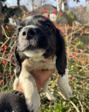 cocker spaniel puppies