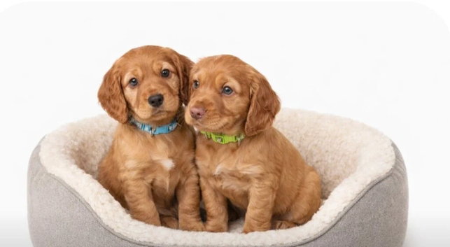 Cockerspaniel Puppies