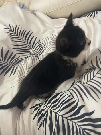 Beautiful Female Kitten - Ready Now
