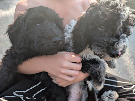 Cockapoo pups 2 left FULLY VACCINATED