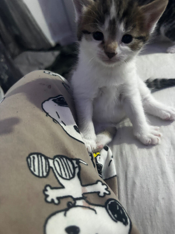 Selling kittens