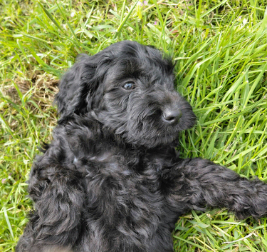 Brilliant Cockalier-a-Poo Puppies &ndash; Ready Soon!