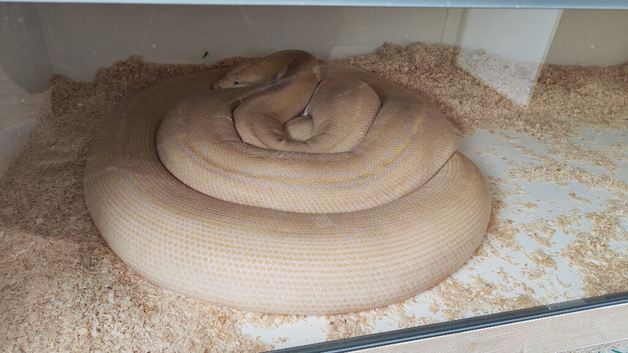 Adult Reticulated python female lavender motley golden child