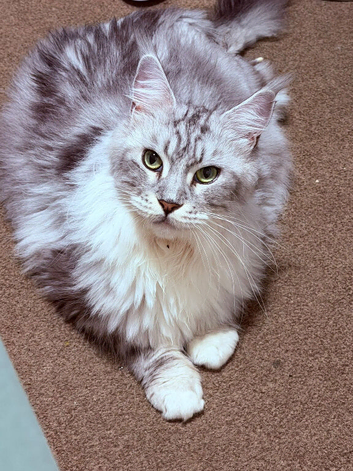 Maine coon female neutered