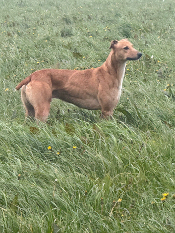 Frank has been rehomed
