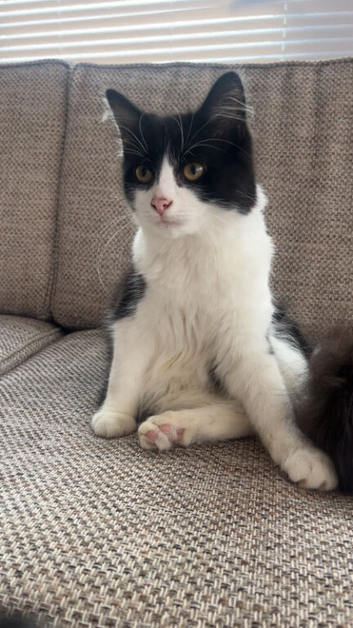 Female tuxedo 6months