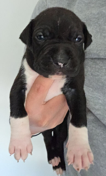 American Bulldog old tipe