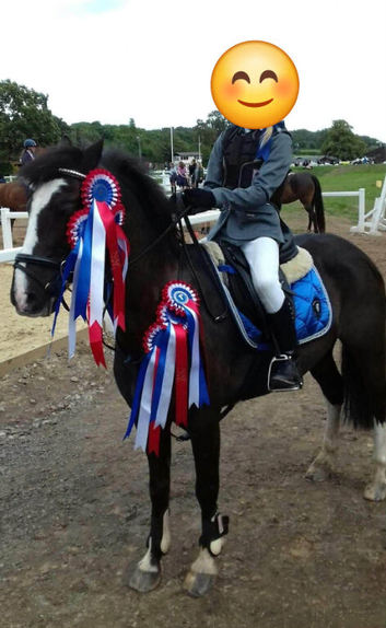 Black Welsh x 12hh ish Gelding