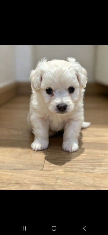 Toy poodle X chihuahua