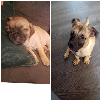 Beautiful male jug for sale