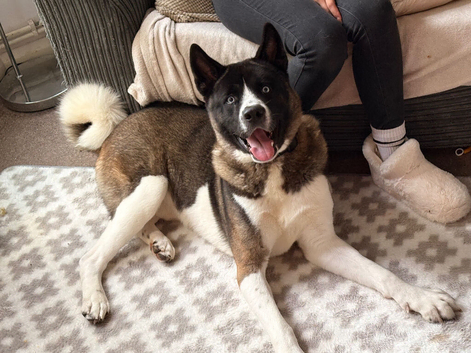 Loki
