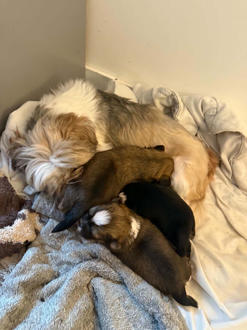 3 male Lhasa apso puppies for sale
