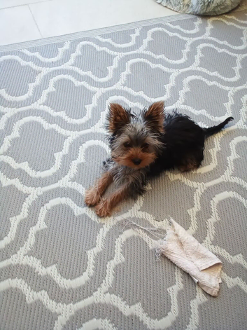 Yorkshire Terrier