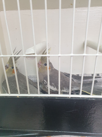 Cockatails