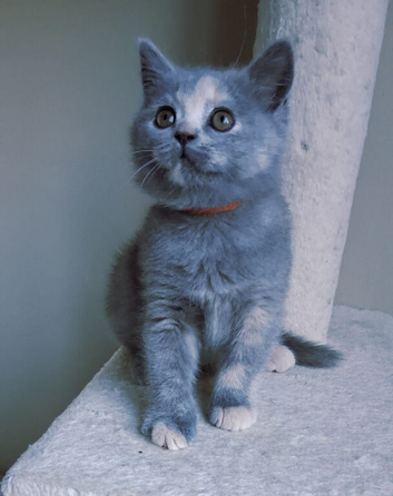 British shorthair kittens