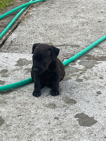 Lakeland /fell terrier pups x2 bitches left