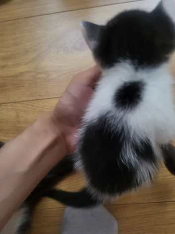 I have 6 little kittens