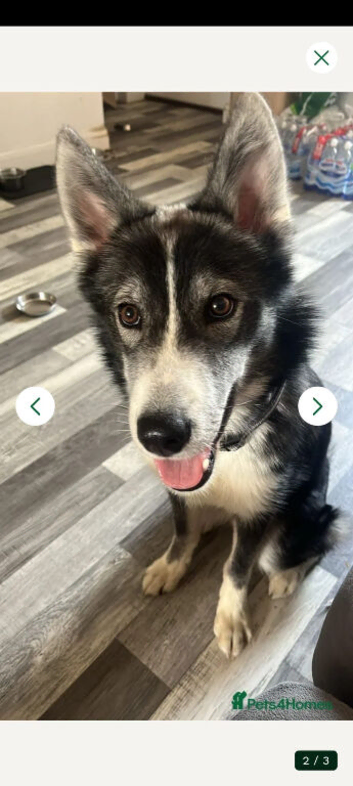 Loki