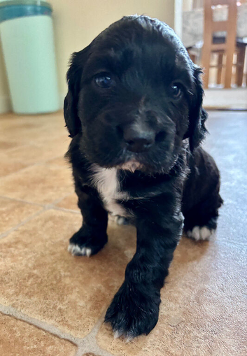Cocker Spaniel Puppy for Sale