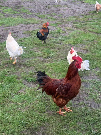 Cockerels