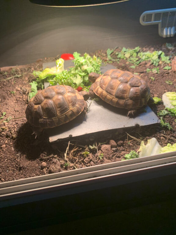 SPUR THIGH TORTOISE