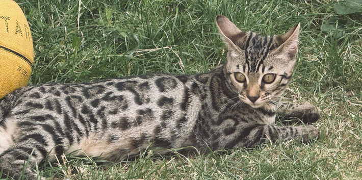 2 left!!!  5 BENGAL KITTENS