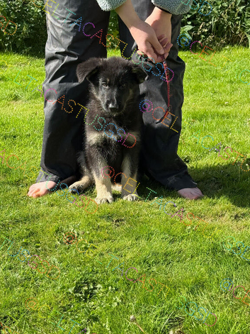 Reduced ready now Kcreg pups from health tested parents