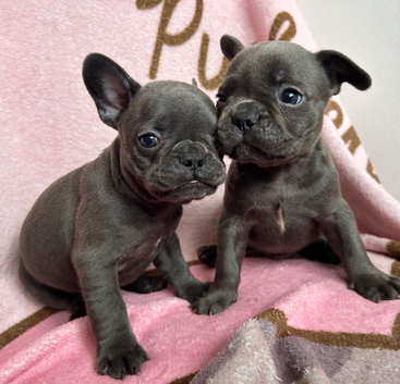 8 weeks old Blue French Bulldog puppies