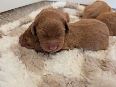 Beautiful F2 labradoodle puppies