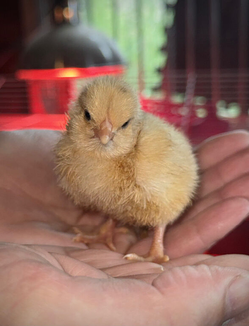 Buff Orpington LF chicks