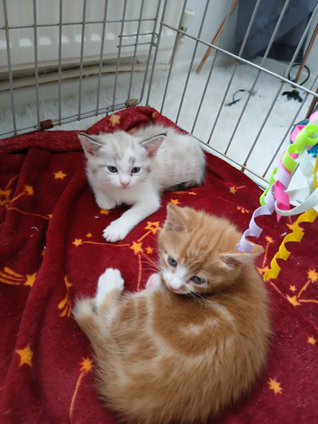 1 female kittens left ragdoll markings bright blue eyes
