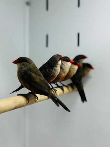 Common wax bill finch