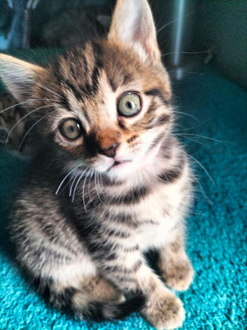 3 Beautiful Tabby Kittens boys