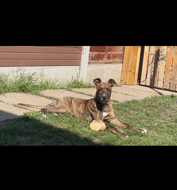 6 month old greyhound mix