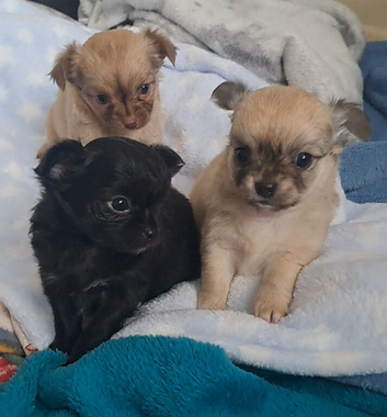 *3 boys left* Long coat chihuahua pups Ready to leave 9th July