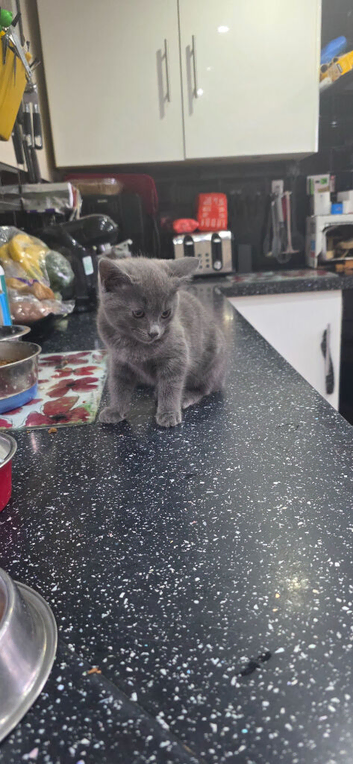 2 beautiful kittens