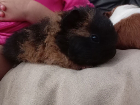 Adorable baby guinea pig available for sale