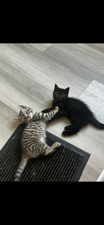 4 Scottish straight kittens for sale