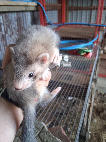 Ferrets for sale