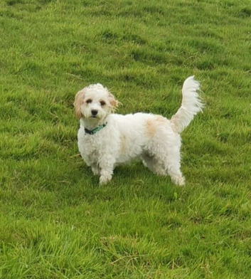 Merle cavapoochons