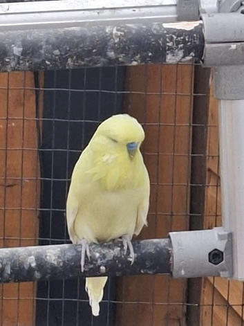 Super exhibition budgie