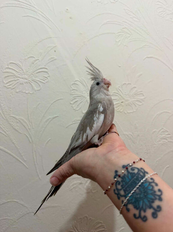 Lovely hand reared cockateil boy