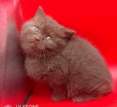 Chocolate/Cinnamon British Shorthair