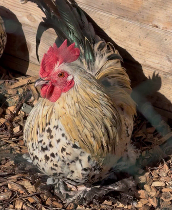 Lemon & gold booted bantam hatching eggs