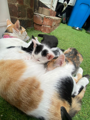 Kittens for sale ready now