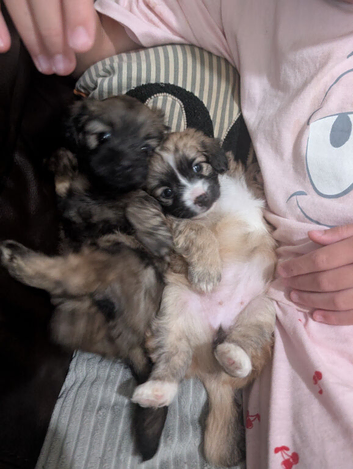 Shipoochis X2 females