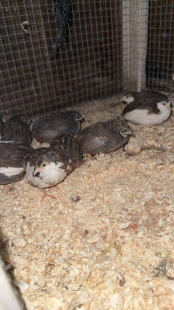 Button quails