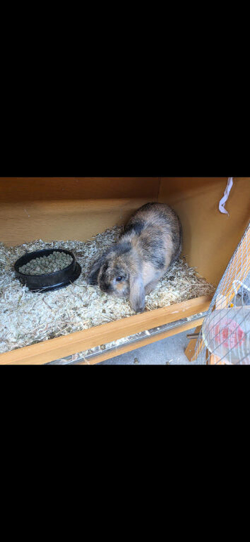 Netherland lop and cage