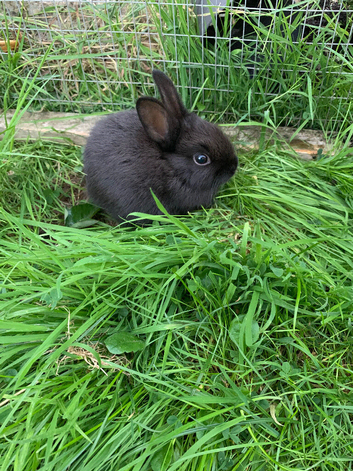 Baby rabbits