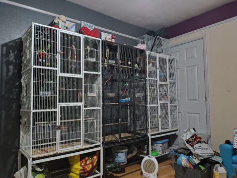 9 beautiful budgies